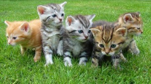 the secret to BuzzFeed's success cat gifs secret to BuzzFeed’s success
